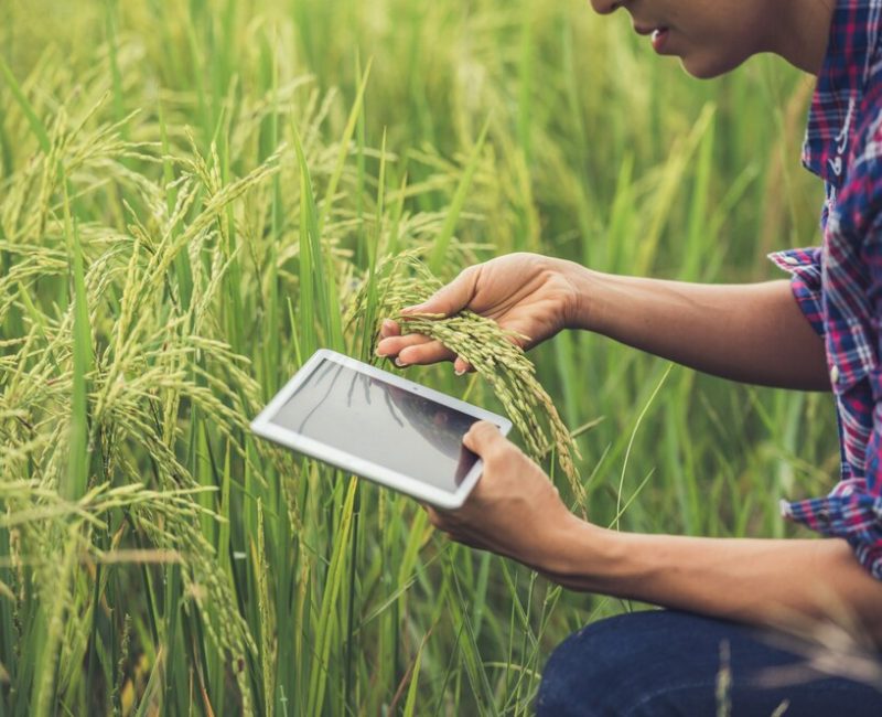 farmer-standing-rice-field-with-tablet_1150-6062 farmer-standing-rice-field-with-tablet_1150-6062
